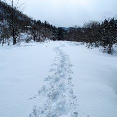 この道はボクが来た道