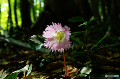 八塩山で花散歩Ⅵ