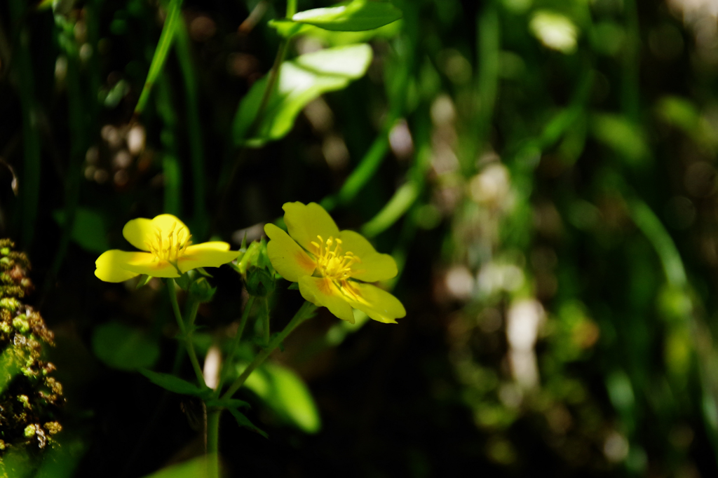キジムシロの仲間