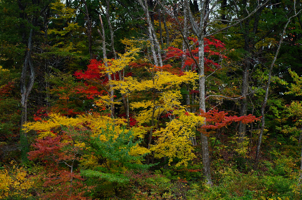里山も色着く頃Ⅰ