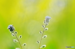 五月花Ⅰ