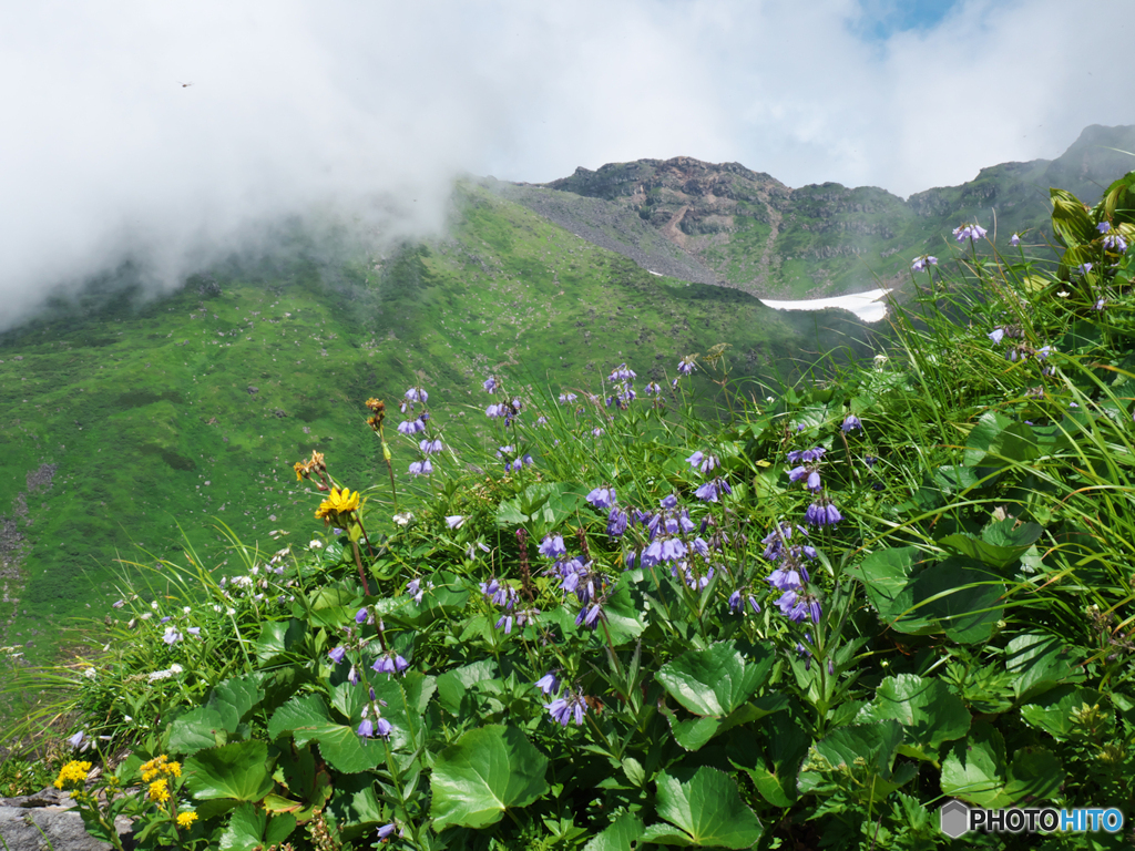 夏山花