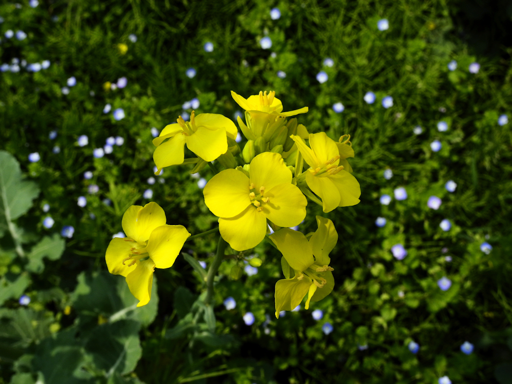 菜の花とオオイヌノフグリⅡ
