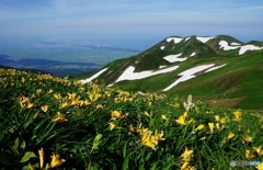 夏山と花Ⅶ