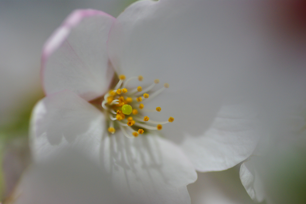 2012桜-09