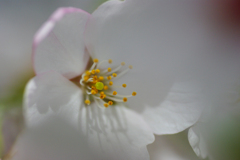 2012桜-09