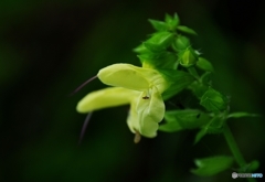 花秋Ⅰ