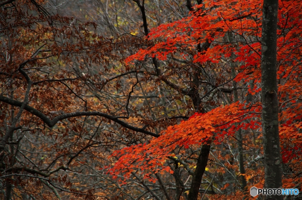 晩秋八塩山Ⅸ