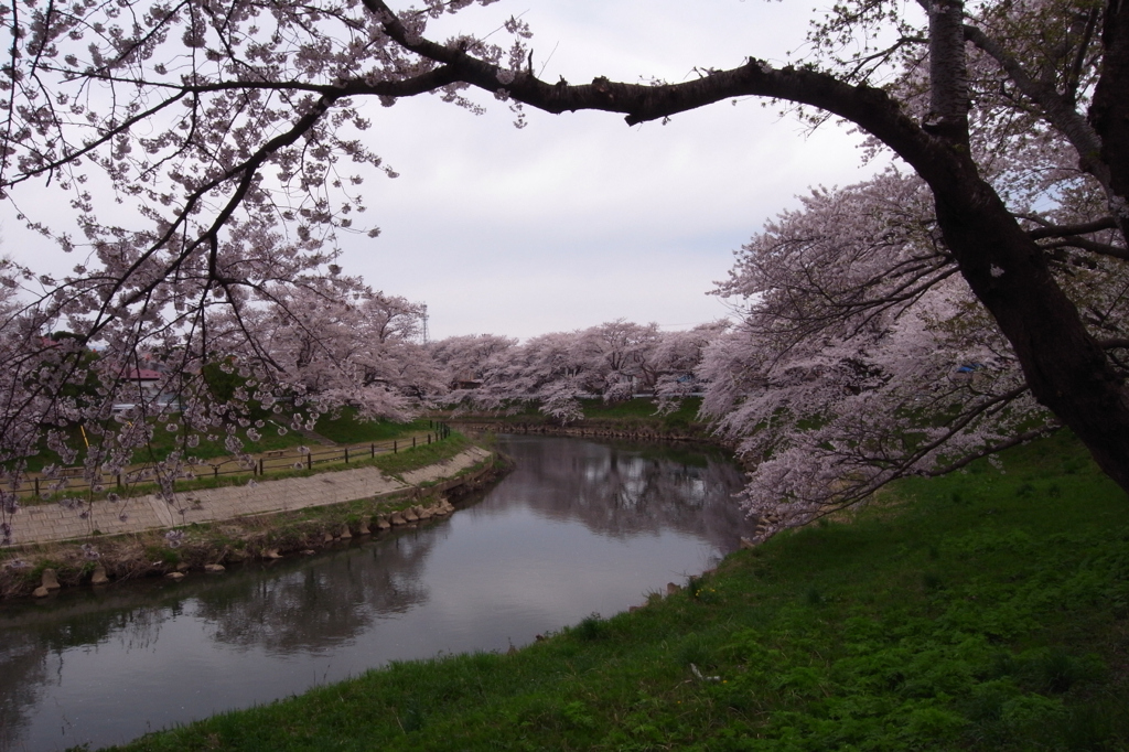 20100502太平川桜GX200_42