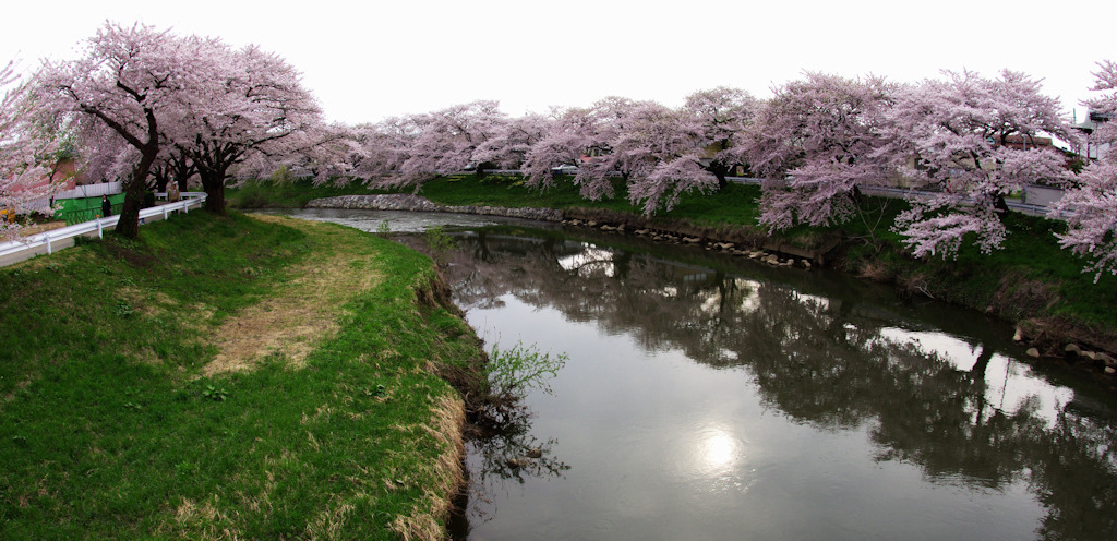 2011桜07