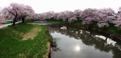2011桜07
