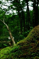 虎毛山登山・倒木萌えⅡ