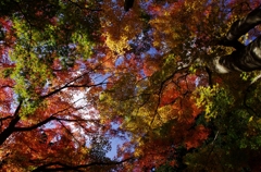 秋彩の空