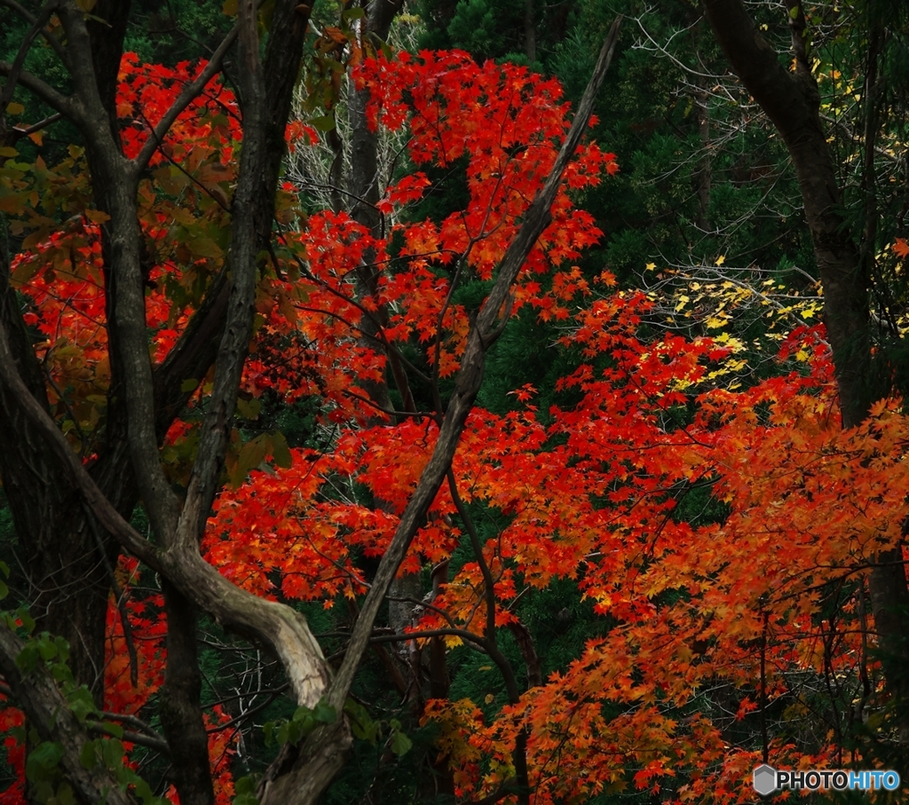 里山紅葉Ⅱ