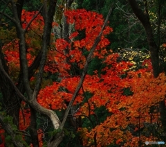 里山紅葉Ⅱ