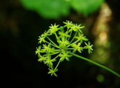 花の山へⅩⅧ