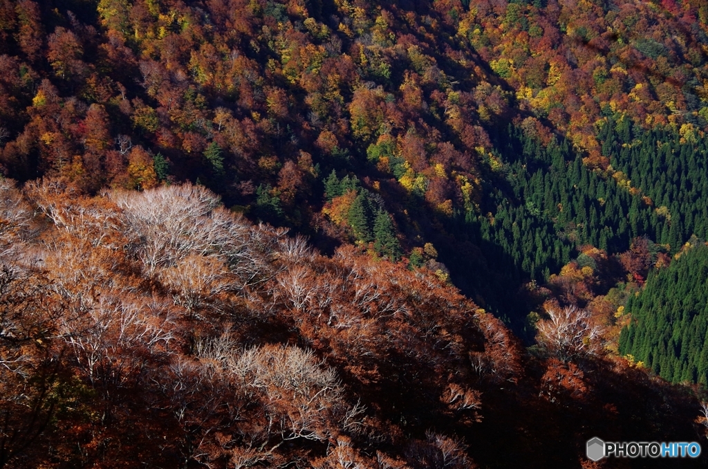 丁岳紅葉三昧Ⅶ