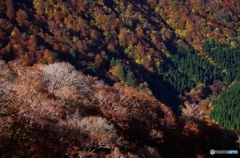 丁岳紅葉三昧Ⅶ