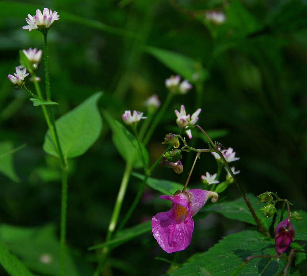 虎毛山・花Ⅲ