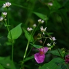 虎毛山・花Ⅲ