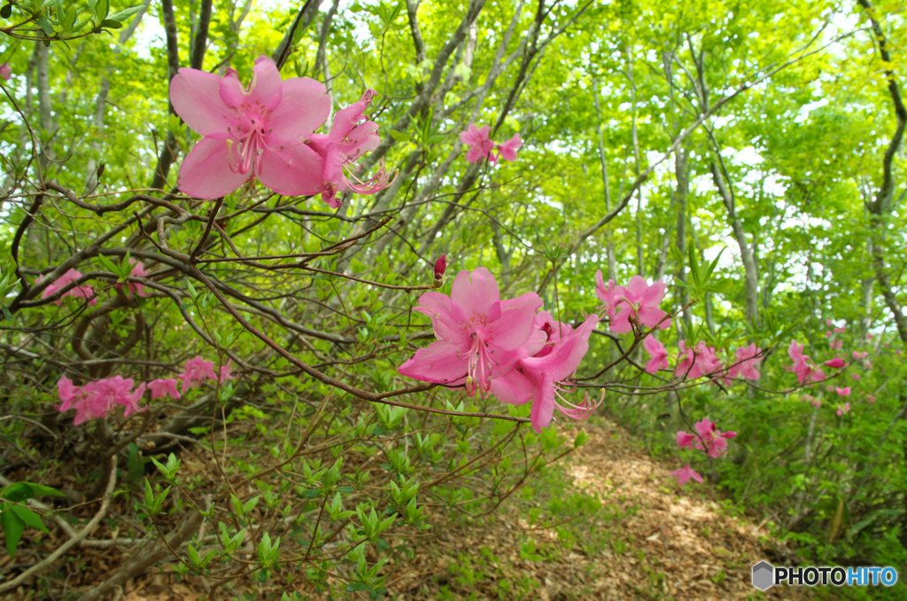 登山道を彩るⅡ