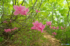 登山道を彩るⅡ