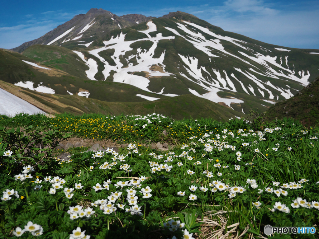 ハクサンイチゲの山Ⅵ