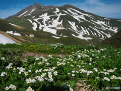 ハクサンイチゲの山Ⅵ