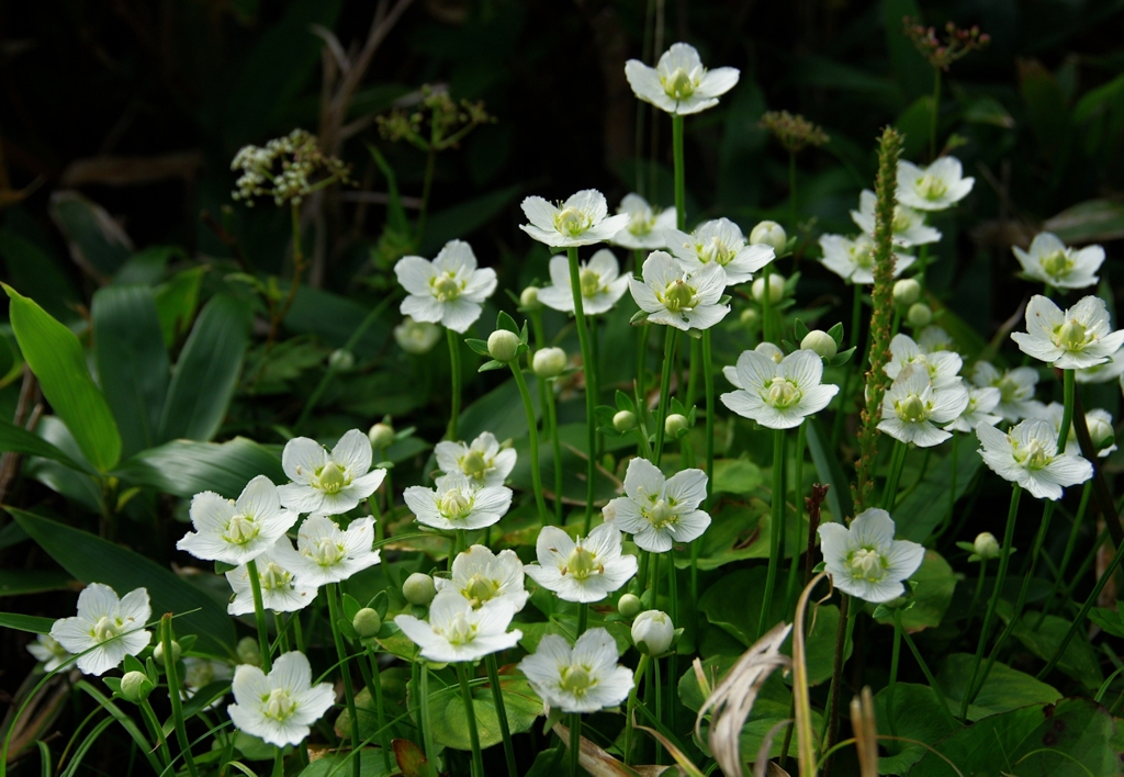 虎毛山登山・花Ⅵ
