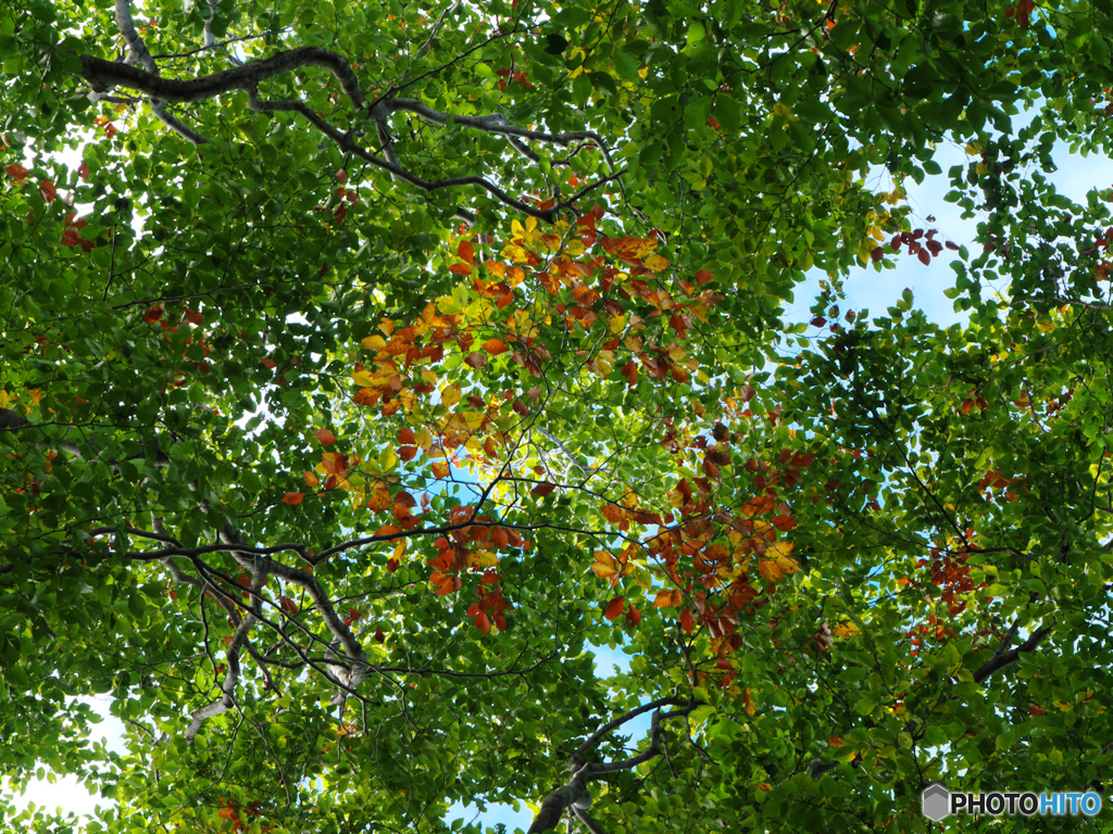 ブナ紅葉始まる。