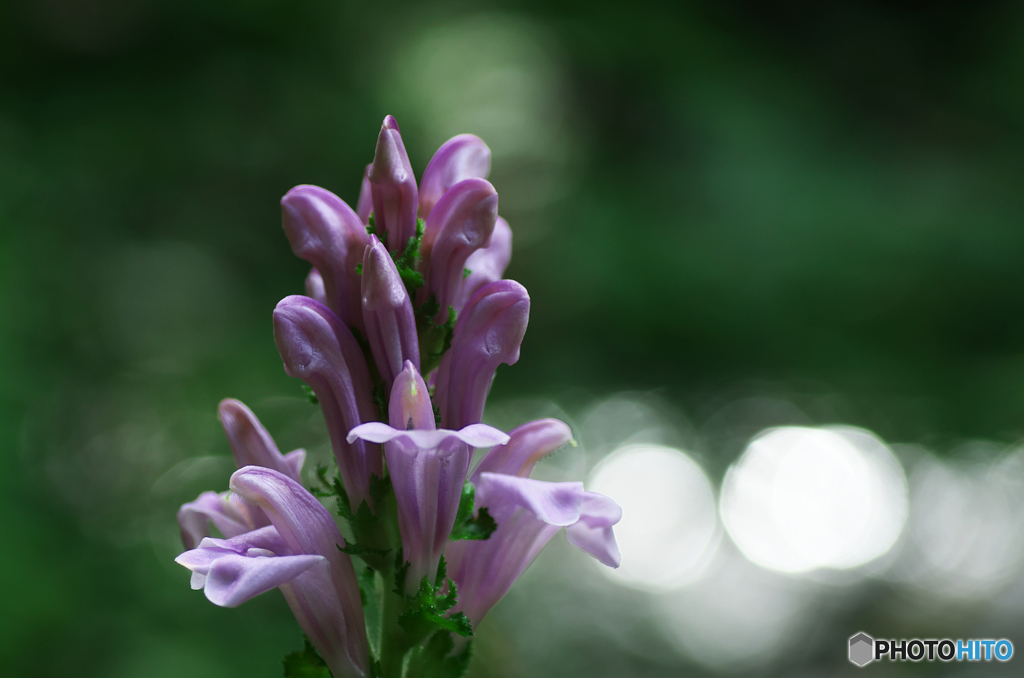 PurpleLihgt
