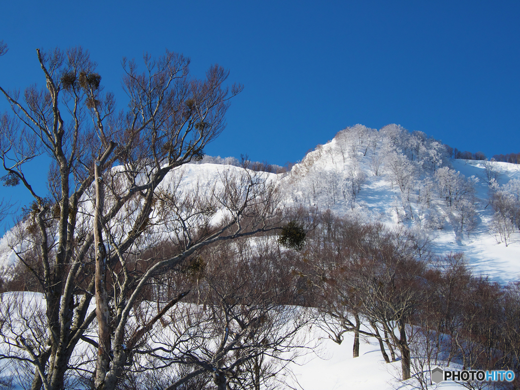 宿り木と霧氷