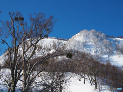 宿り木と霧氷