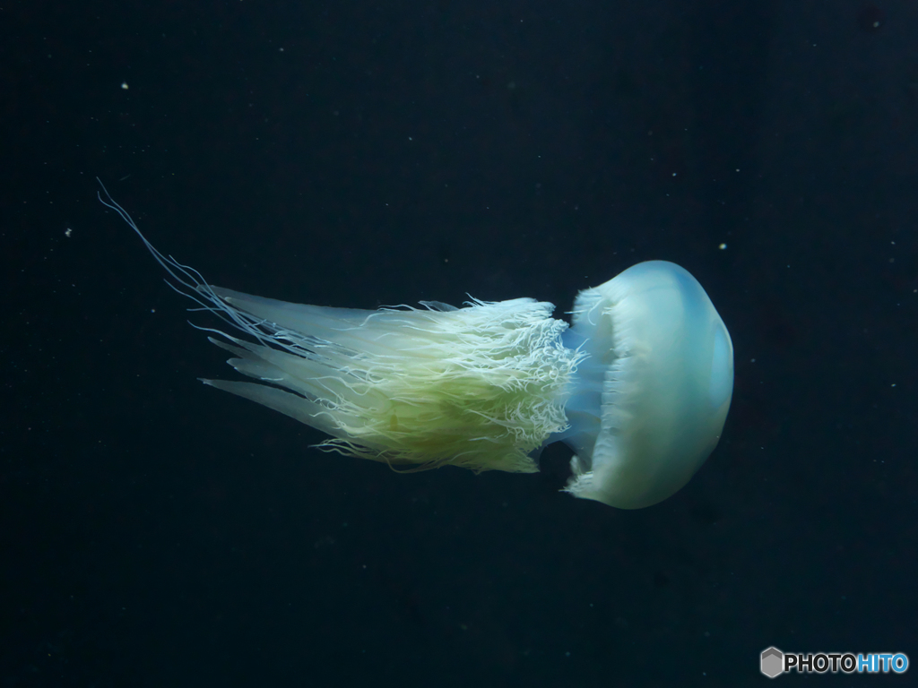 加茂水族館といばⅡ