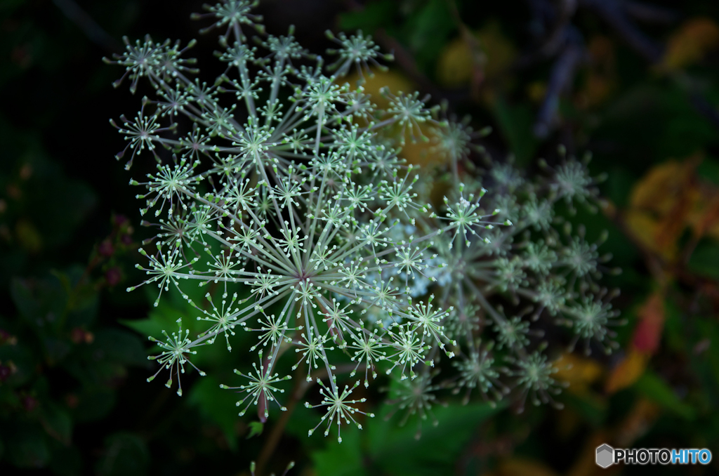 花火