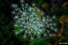 花火