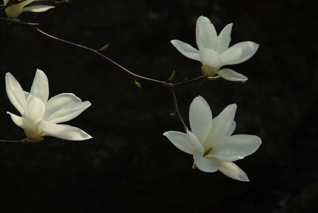 20100505 一つ森公園16