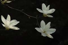 20100505 一つ森公園16