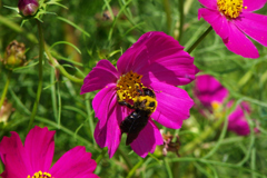 20100930コスモス35with熊蜂 ISO80 F5