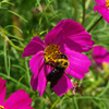 20100930コスモス35with熊蜂 ISO80 F5