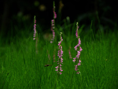 2011ねじ花01