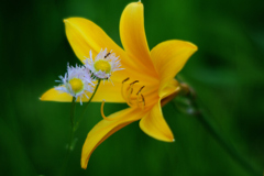 20100606庭の花004K200D_M50mmF1・4_TELEPLUS