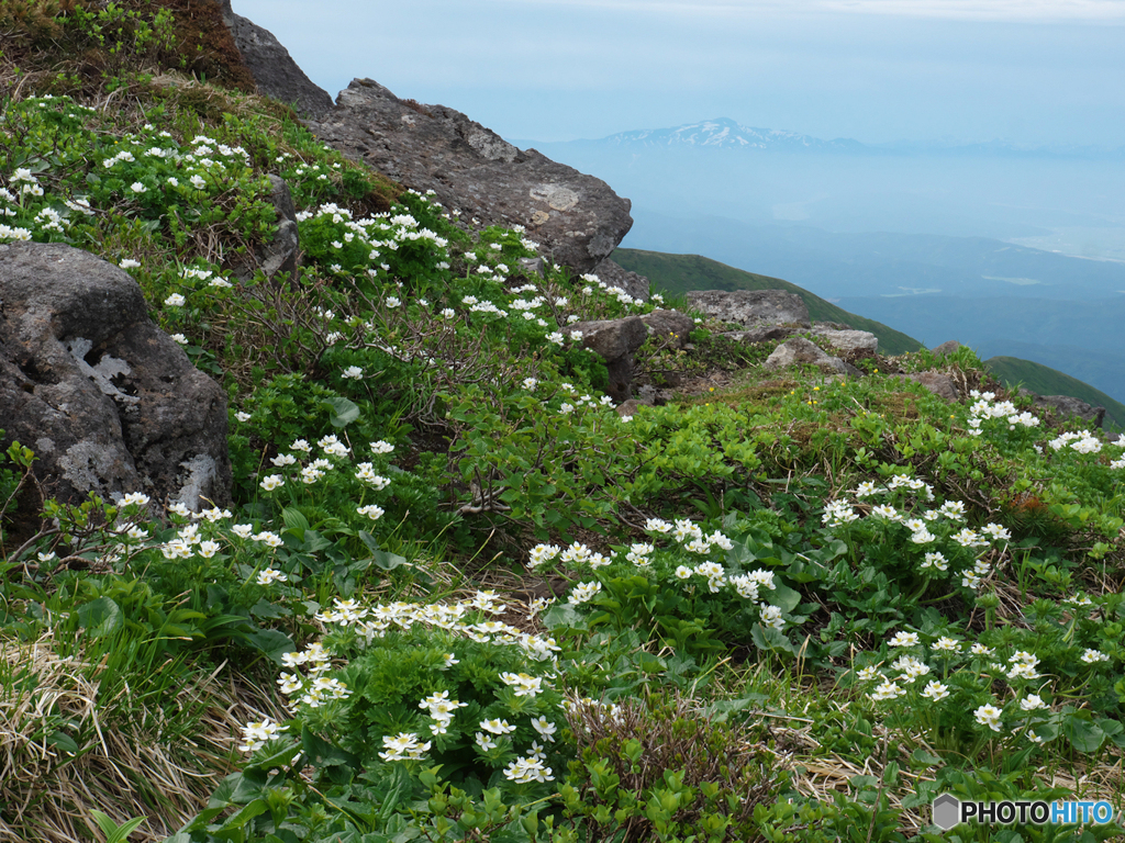 ハクサンイチゲの山Ⅱ