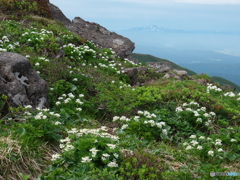 ハクサンイチゲの山Ⅱ