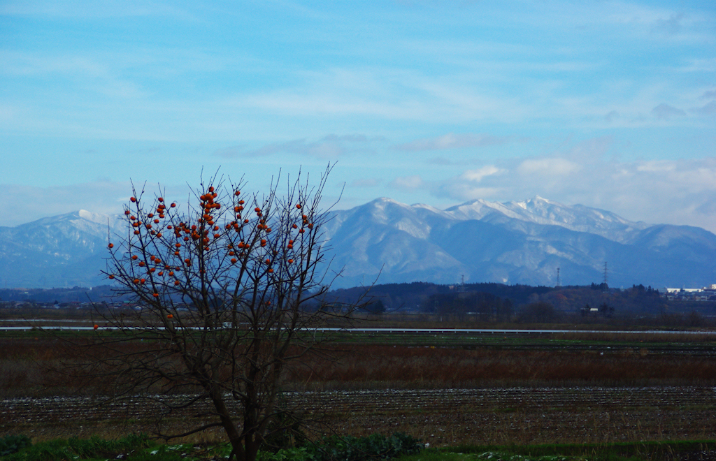 太平山・初冬