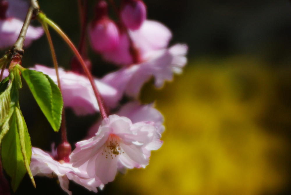 2012桜-07