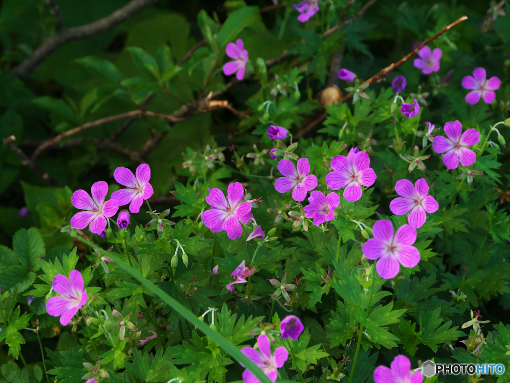フウロの花束