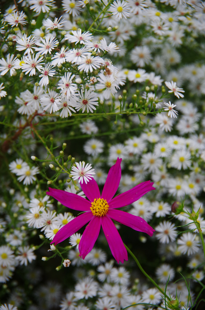 花飾り