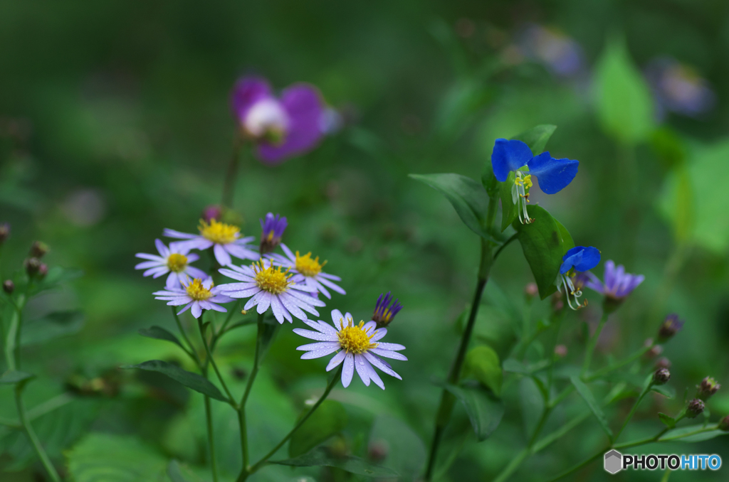 秋花たち