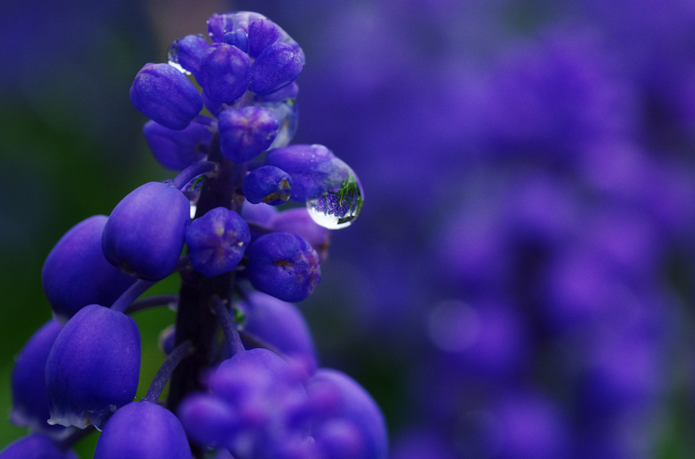 Purple Moisture
